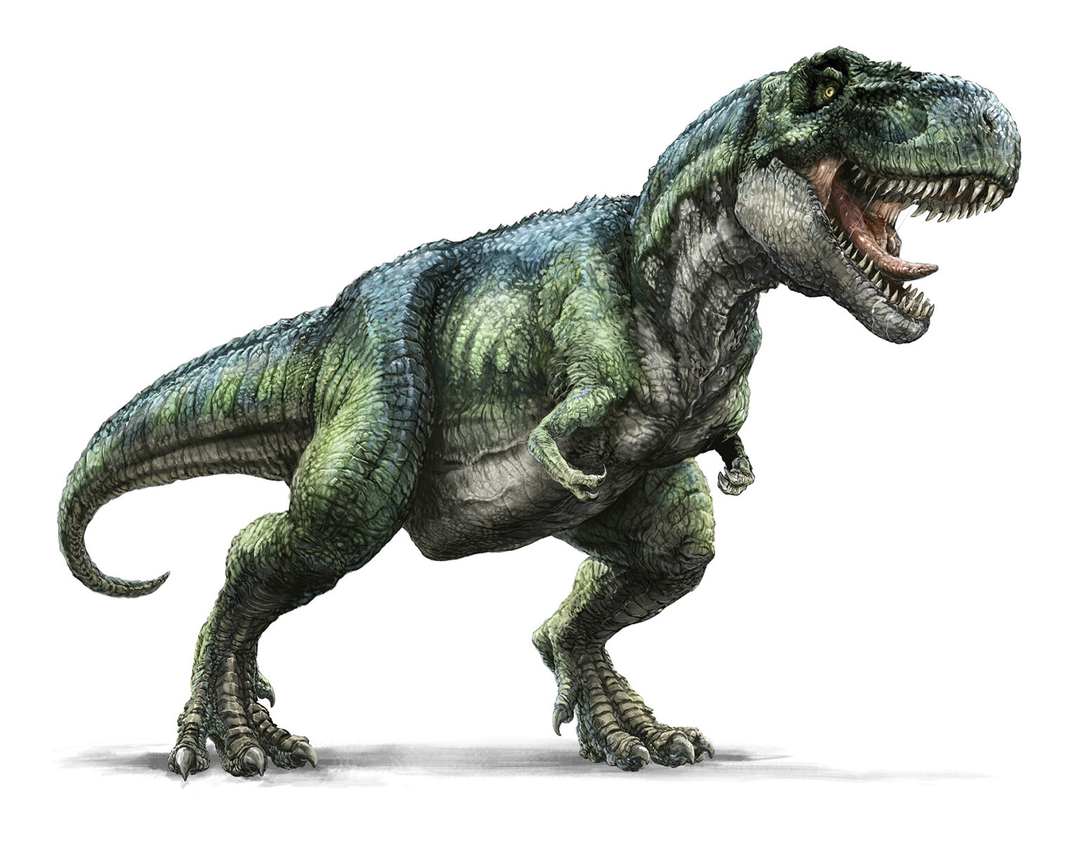 Tyrannosaurus rex Raimund Frey