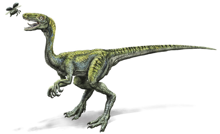 Compsognathus Raimund Frey