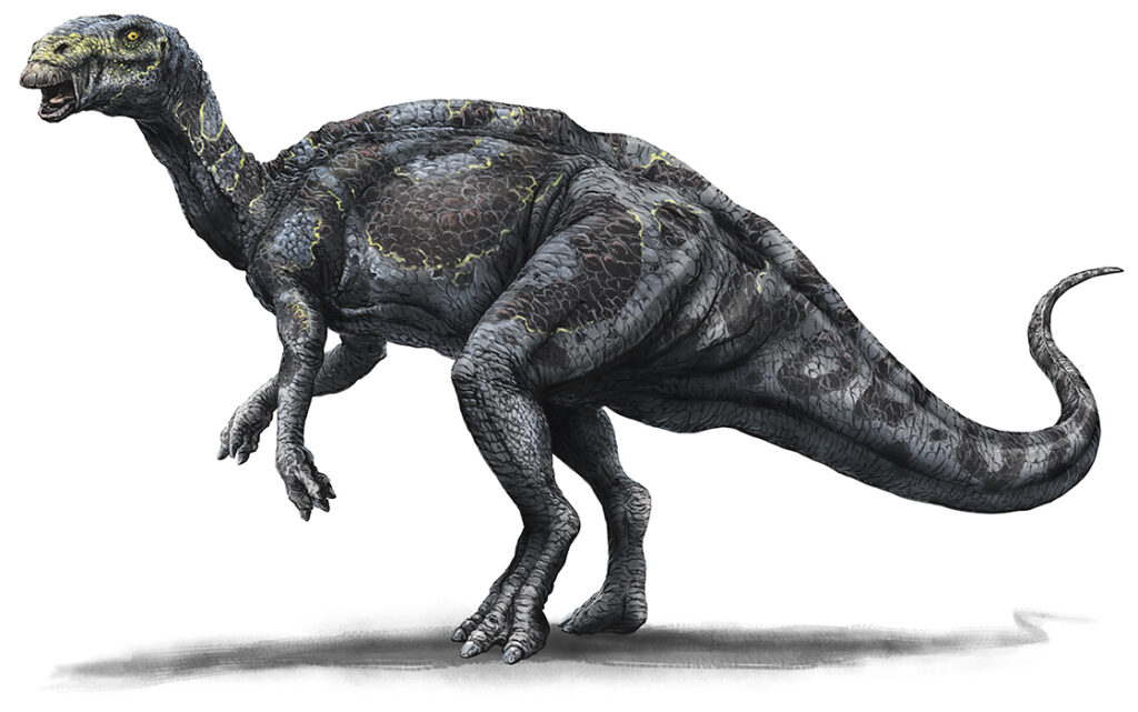 Hadrosaurus Raimund Frey
