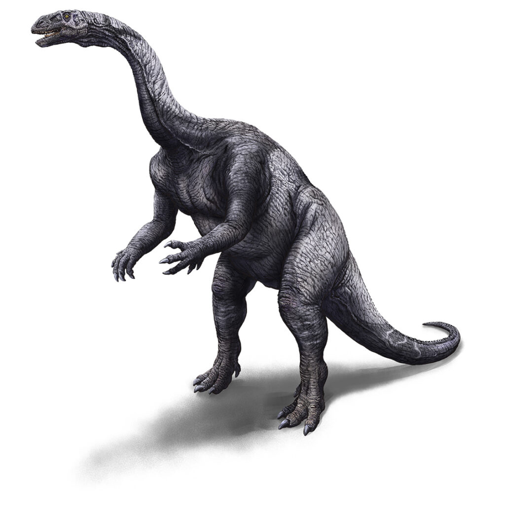 Plateosaurus Raimund Frey