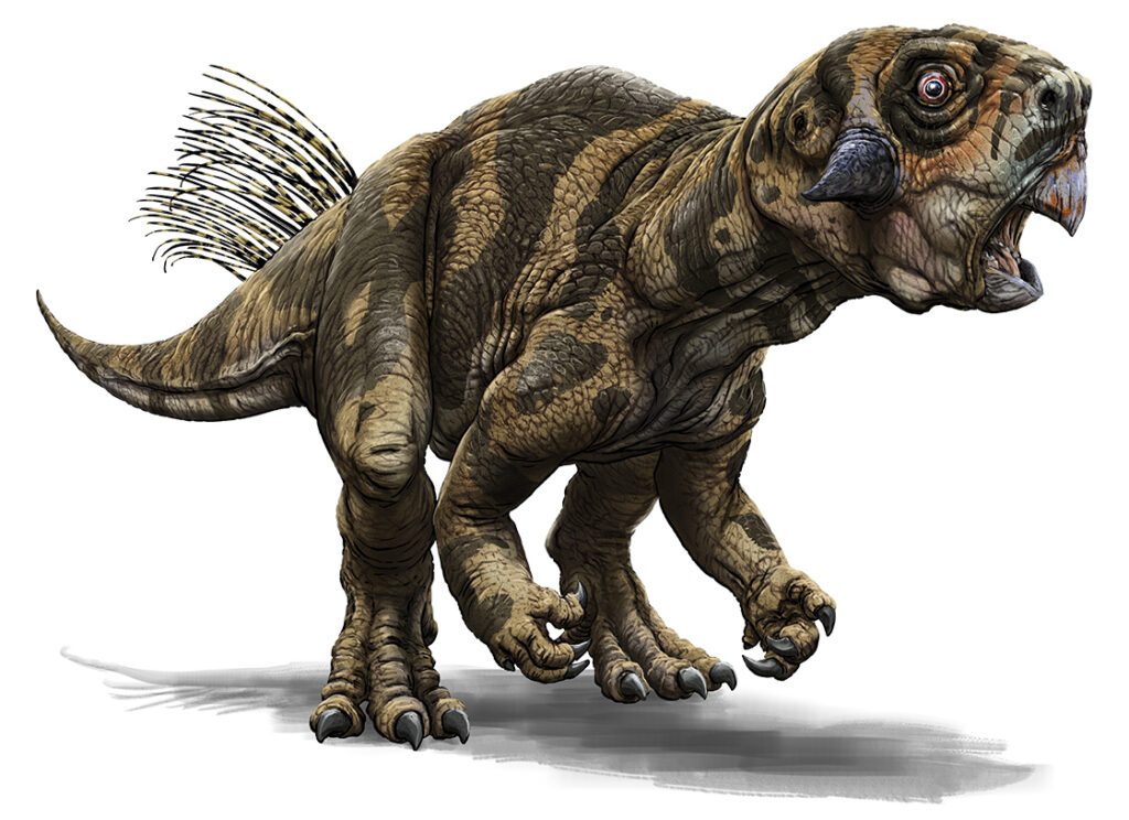 Psittacosaurus Raimund Frey