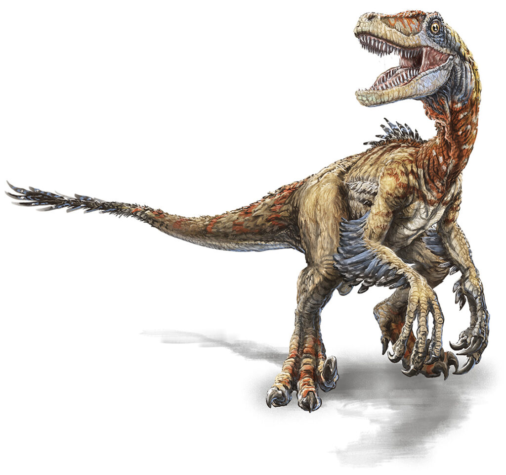 Velociraptor – Raimund Frey